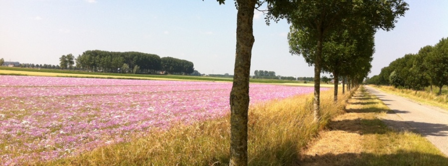 Fietsen langs kleurrijke akkers.