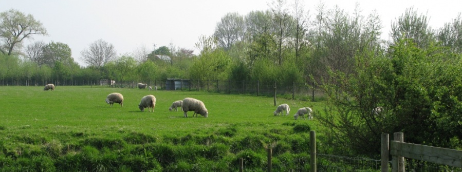 Schapen