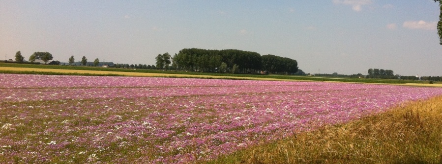 Kleurrijke akkers