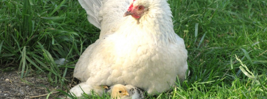 Chickens