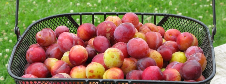 Fruit uit eigen boomgaard.