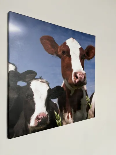 Woning Fazant